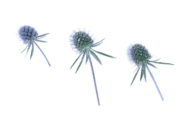 Suchého Květu Eryngium Planum Izolovaných Bílém Pozadí — Stock fotografie