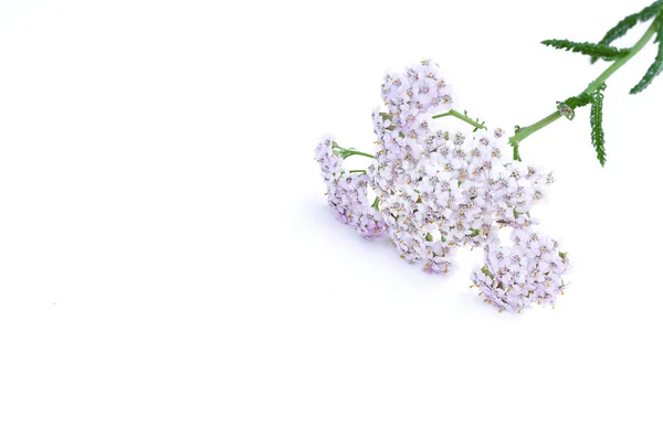 Pradera Flores Silvestres Aisladas Sobre Fondo Blanco —  Fotos de Stock