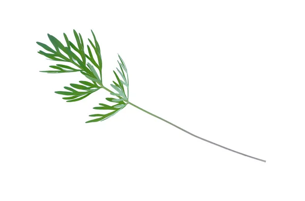 白色背景下植物绿茎的分离 — 图库照片