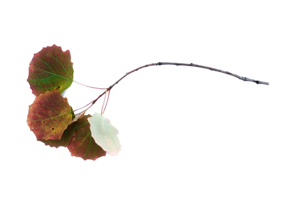 秋の乾燥シラカバの木の枝の葉に孤立した白い背景 — ストック写真