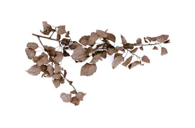 Beyaz arka plan üzerinde izole kuru kavak ağacı dalı.