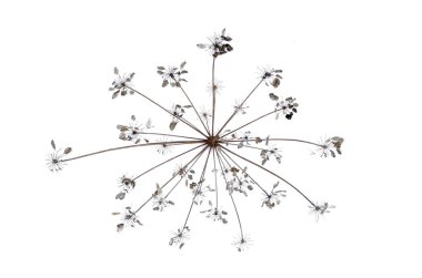 Kuru çiçek baş beyaz arka plan üzerinde izole.