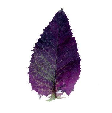 Beyaz arka plan üzerinde izole ağacının mor yaprak.