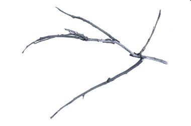 Beyaz arkaplanda kuru ağaç dalı izole edildi.