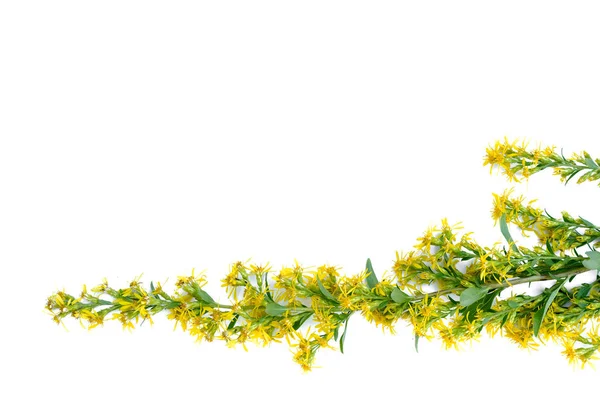 Luční Žlutý Květ Izolovaných Bílém Pozadí — Stock fotografie