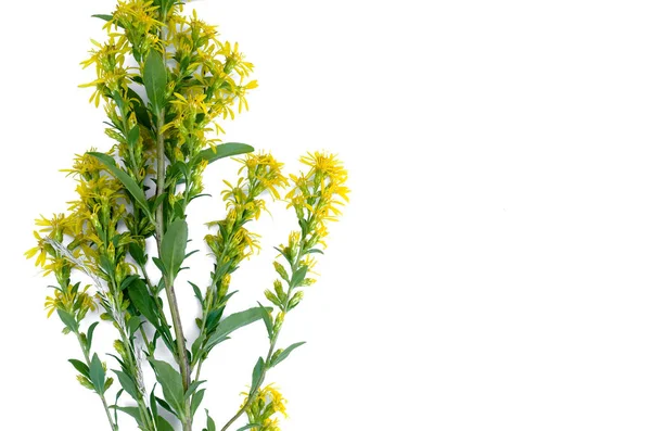 Luční Žlutý Květ Izolovaných Bílém Pozadí — Stock fotografie