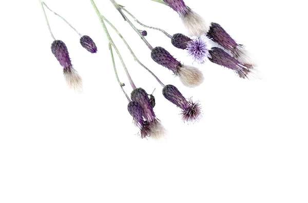 Fialová Květina Hlavy Izolovaných Bílém Pozadí — Stock fotografie