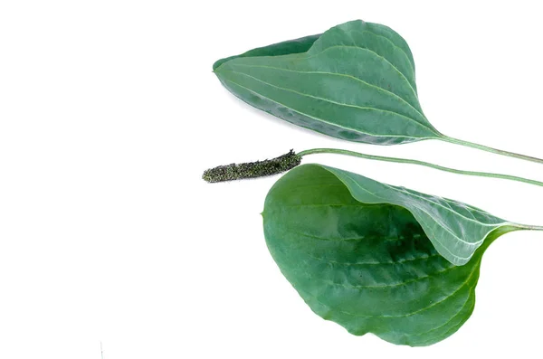 Зелений Лист Рослини Мандрівника Ізольований Білому Тлі — стокове фото
