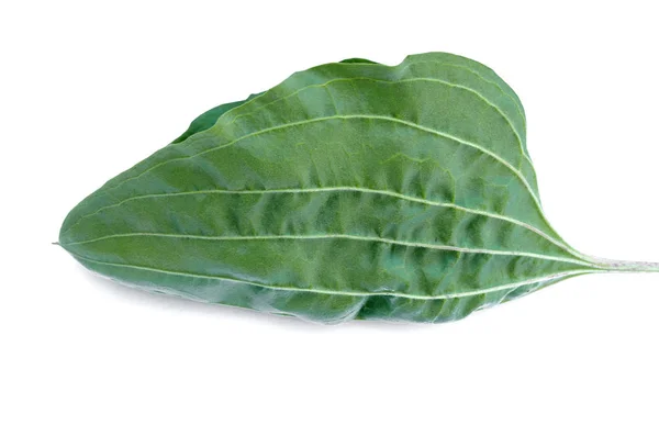 Grünes Blatt Der Wegerich Pflanze Isoliert Auf Weißem Hintergrund — Stockfoto