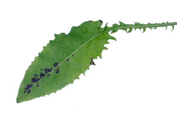 Folha Verde Planta Bananeira Isolada Sobre Fundo Branco — Fotografia de Stock