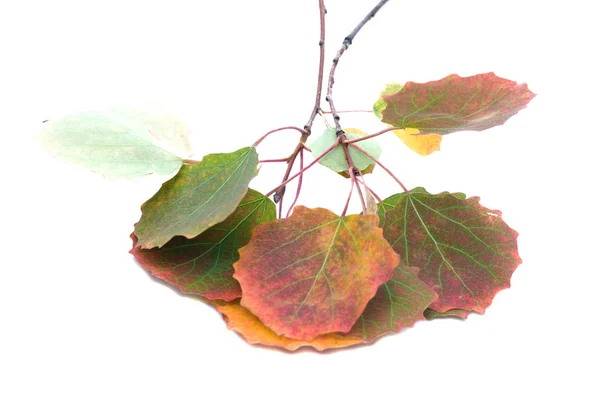 Сухая Ветвь Березы Осенними Листьями Белом Фоне — стоковое фото