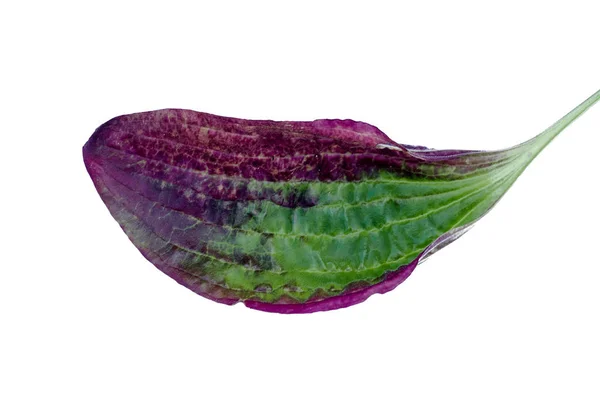 Zelený List Jitrocele Rostliny Izolovaných Bílém Pozadí — Stock fotografie