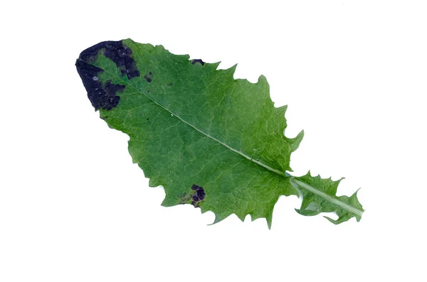 Folha Dente Leão Verde Isolada Sobre Fundo Branco — Fotografia de Stock