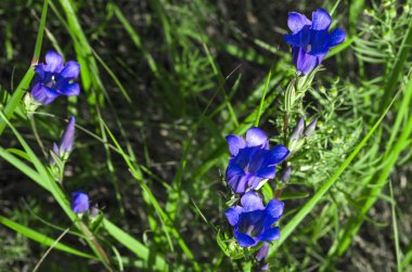 Yeşil çayır arka plan kafasına mavi vahşi çiçek çiçeklenme.