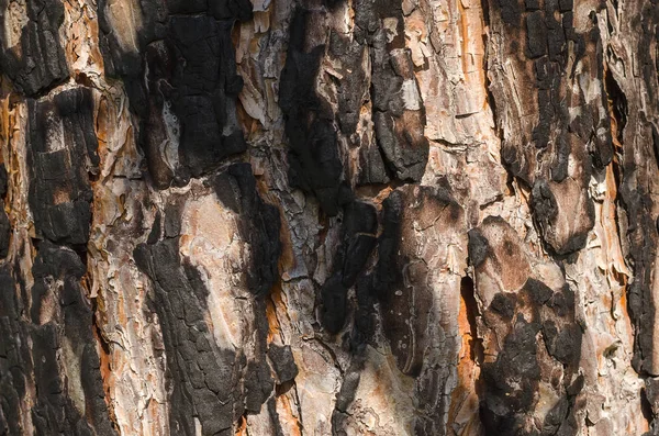 Sosna Drzewo Tekstura Tło Zdjęcie Bliska — Zdjęcie stockowe