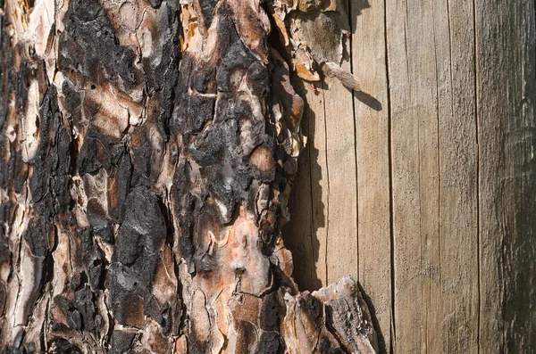 Tall Träd Textur Bakgrund Närbild Foto — Stockfoto