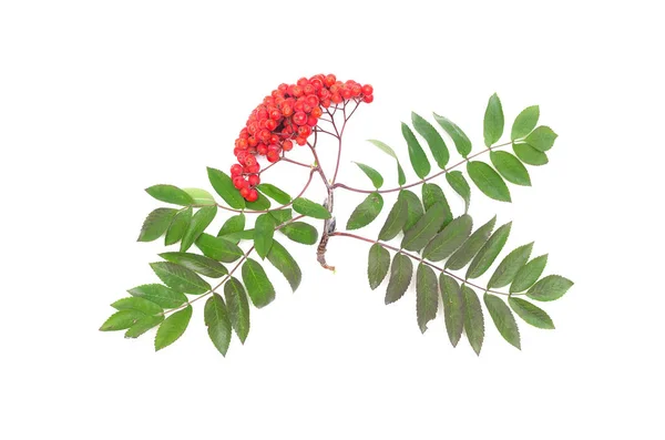 Rowanberry 베리와 배경에 나뭇가지 — 스톡 사진