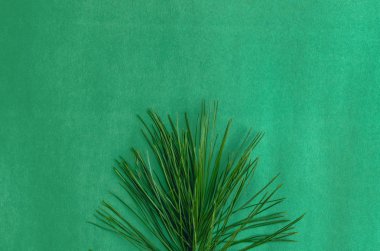 Çam ağacı dalları yeşil arka plan üzerinde izole.