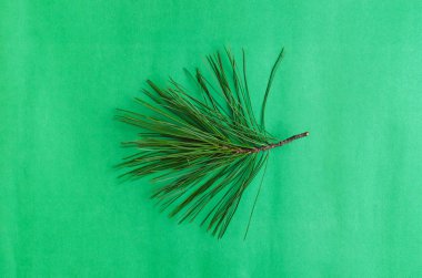 Çam ağacı dalları yeşil arka plan üzerinde izole.