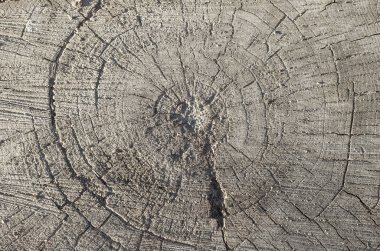 Bir kesim doku arka plan ağaç kütüğü.