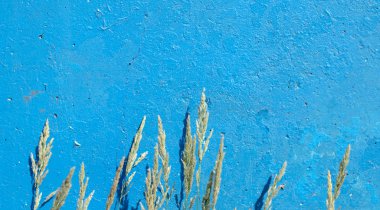 Kulak mavi beton duvar arka plan üzerinde çim.