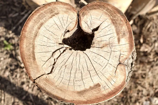 Tree stump in a cut texture background.