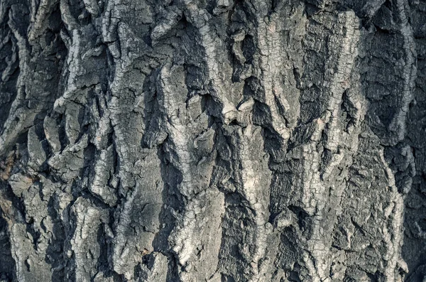 Willow Träd Bark Textur Bakgrund — Stockfoto