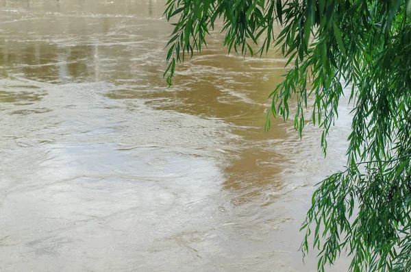 肮脏的棕色河水和一棵绿色的柳树树枝在照片的顶部 — 图库照片