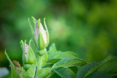 Yabani gül çiçeği kafası. Doğa soyut arka plan.
