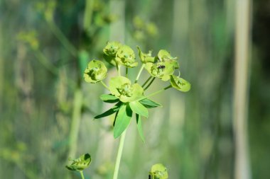 Yeşil bitki doğa soyut arka plan.
