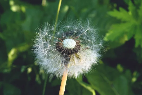 绿草背景上的 Dandelion — 图库照片