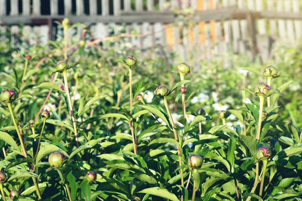 Bir Bahçe Yatak Arka Plan Üzerinde Şakayık Çiçekler — Stok fotoğraf