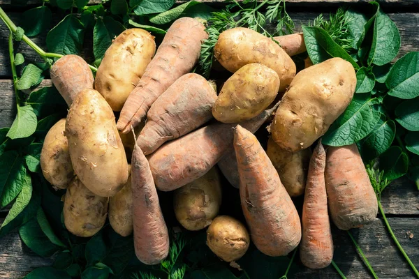 Potato and carrot crop on a wooden garden table background.