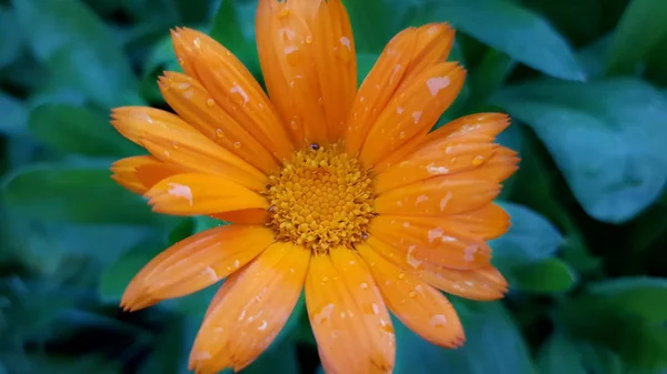 Marigold Flower Green Nature Background — Stock Photo, Image