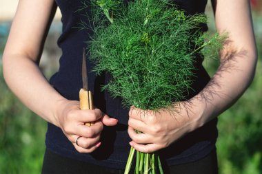 Bir çiftçi elinde taze yeşil dereotu hasat Demet.