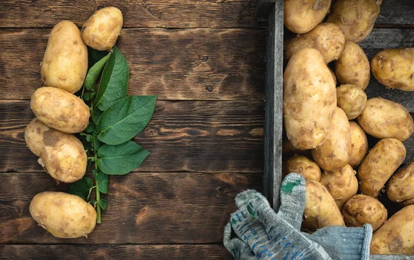 Heap of raw potato harvest and a potato green leaves on a wooden garden table background with copy space.