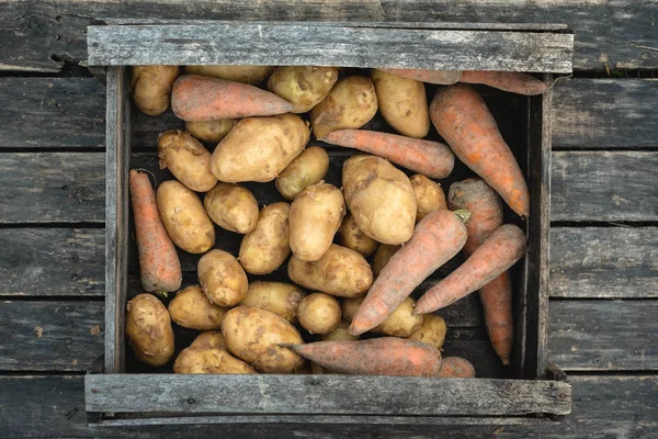 Heap of raw potatoes and carrots harvesting on a garden table background.