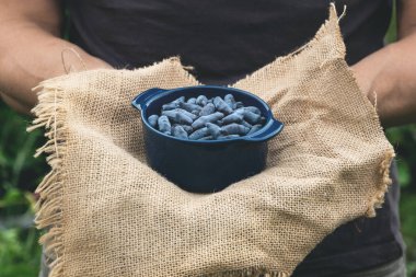 Bir çiftçi elinde bir hasır sepette Hanımeli hasat.