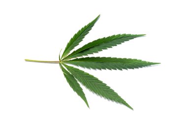 Esrar yeşil yaprak beyaz bir arka plan üzerinde izole.