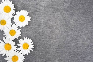 Papatya çiçekleri gri arkaplanda çiçek açıyor. Kopya alanı ile birlikte..