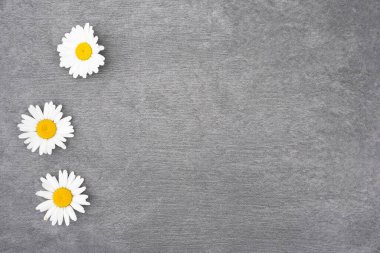 Papatya çiçekleri gri arkaplanda çiçek açıyor. Kopya alanı ile birlikte..