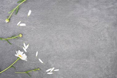 Gri arkaplandaki papatya çiçekleri kopya alanı ile.