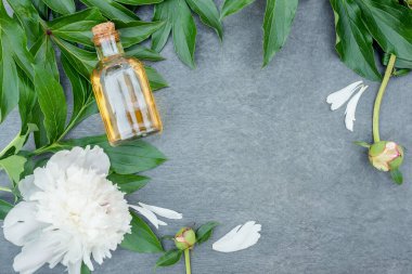 Şakayık çiçeği esaslı yağ ya da aromaterapi yağı şişede ve çiçek açan gri düz arkaplanda fotokopi alanı ile yatıyordu..