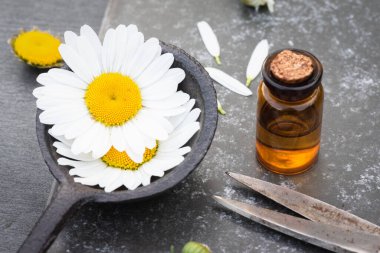 Papatya çiçeği esaslı yağ ya da aromaterapi yağı şişede ve çiçek açan gri arka planda..