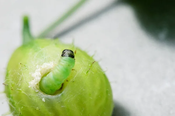 Caterpillar eating a gooseberry close up.