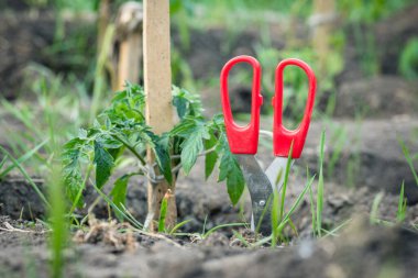 Bahçe yatağında domates tohumu ve makas var. Yaklaş..