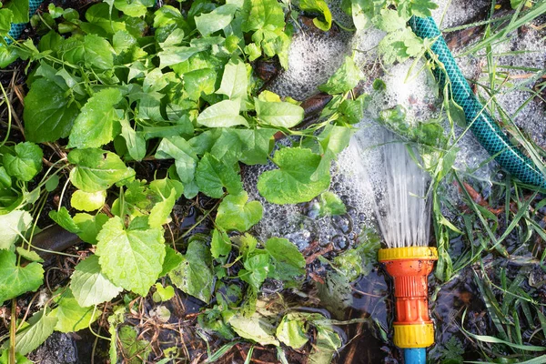 Pemandangan Atas Air Sebuah Penyemprot Kebun Tanah — Stok Foto