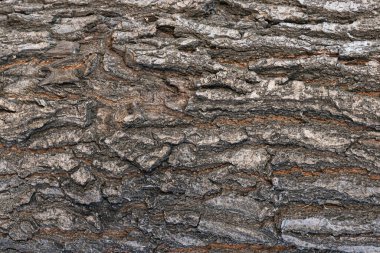 Ağaç kabuğu doku arka plan yakın.