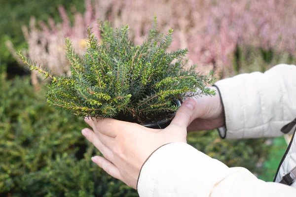 Erica herbal plant and gardener hands close up abstract background.