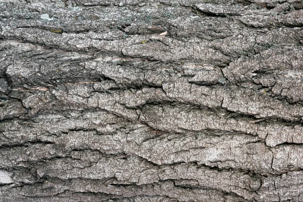 Textura Corteza Árbol Primer Plano Fondo — Foto de Stock